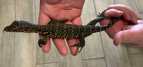 Asian Water Monitor Baby (WM3)