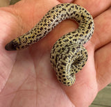 Checkerboard Worm Lizard (Trogonophis wiegmanni)