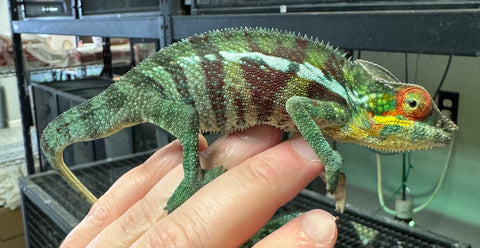 Ambanja Panther Chameleon Young Adult Pair