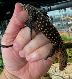 Yellow monitor baby (YMB1)