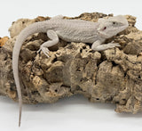 Zero Hypo/Zero Bearded Dragon