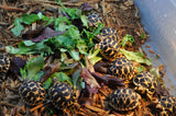 C.B. Baby Indian Star Tortoise - Reptile Pets Direct