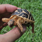 C.B. Baby Indian Star Tortoise - Reptile Pets Direct