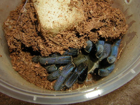 Cobalt Blue Tarantula (Cyriopagopus lividus) - Reptile Pets Direct