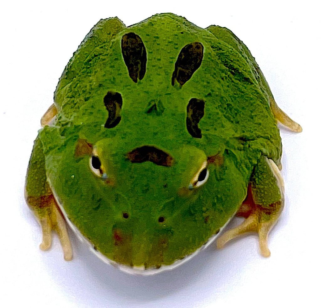 4 Spot Patternless Green Pacman Frogs – Reptile Pets Direct