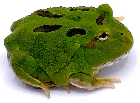 4 Spot Patternless Green Pacman Frogs - Reptile Pets Direct