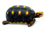 Cherry Head Red Foot Tortoise Well Started 3 year old 6" - Reptile Pets Direct