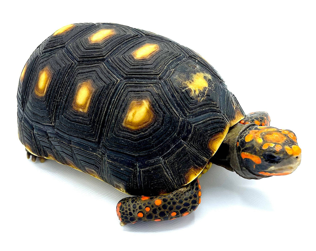 Cherry Head Red Foot Tortoise Well Started 3 year old 4