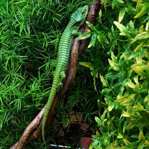 Mexican Green Alligator Lizard - Reptile Pets Direct