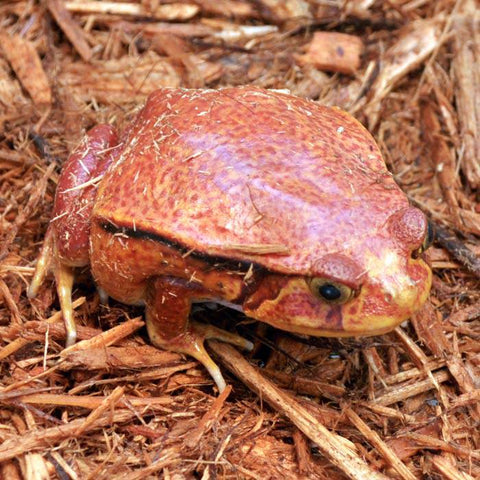 Tomato Frogs (adults) - Reptile Pets Direct