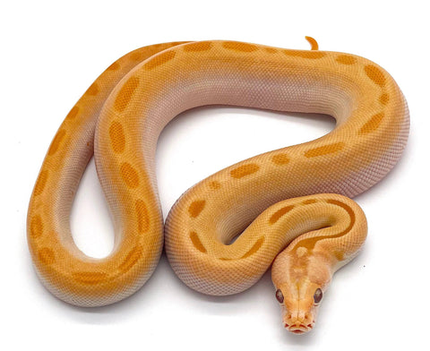 Albino Green Burmese Python - Reptile Pets Direct