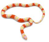 Albino Nelson's Milk Snake - Reptile Pets Direct