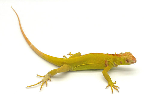 Albino Iguana - Reptile Pets Direct