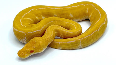 Albino Pinstripe Ball Python - Reptile Pets Direct