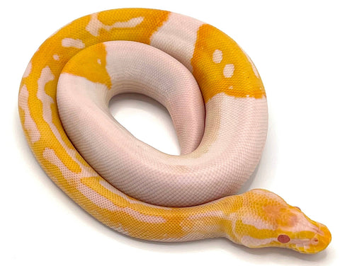 Albino Pied Ball Python - Reptile Pets Direct
