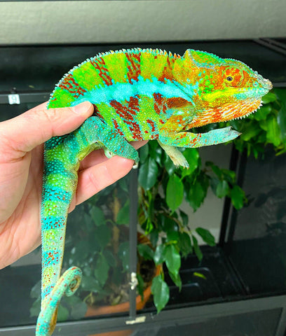 Ambanja Panther Chameleon - Reptile Pets Direct