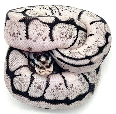 Axanthic Bee Ball Python - Reptile Pets Direct