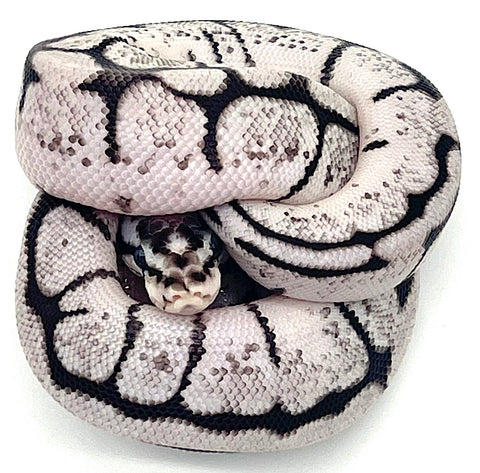 High White Calico Ball Python Axanthic Calico Ball Python