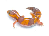 Apricot Albino African Fat Tail Gecko - Reptile Pets Direct