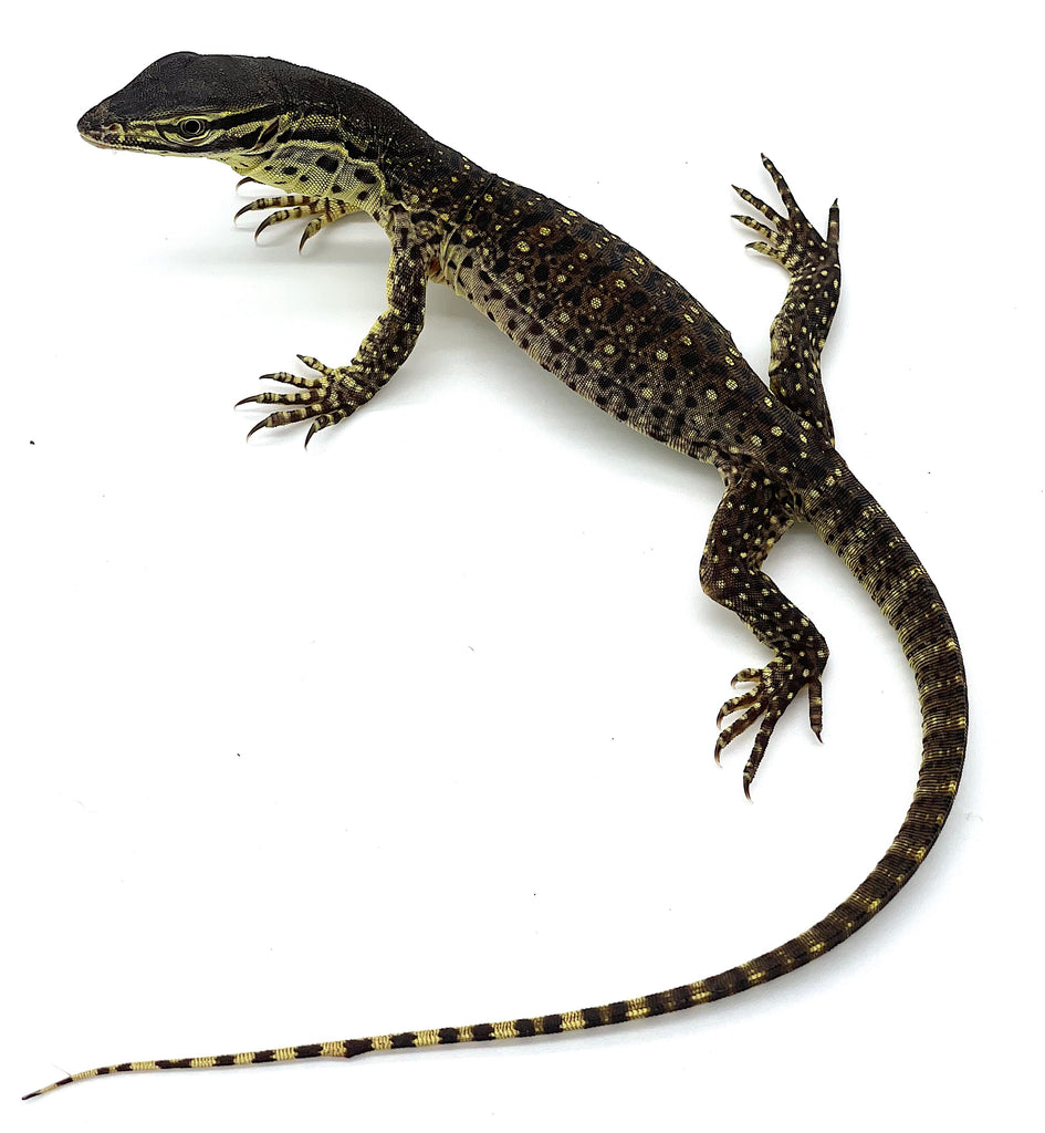 Amazon Argus Argus Monitor