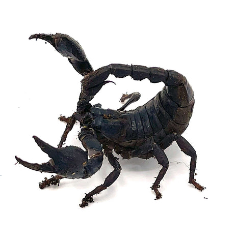 Asian Forest Scorpion - Reptile Pets Direct