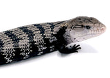 Axanthic Blue Tongue Skink (ABTS01) - Reptile Pets Direct