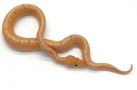 Banana Pinstripe Ball Python - Reptile Pets Direct