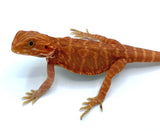 Super Red Leather Back Bearded Dragon BD1 - Reptile Pets Direct