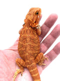 Super Red Leather Back Bearded Dragon BD1 - Reptile Pets Direct