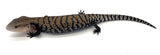 Blue Tongue Skink Baby - Reptile Pets Direct