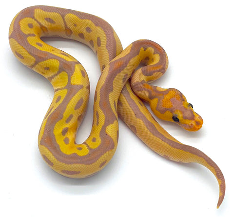 Ball Pythons – Page 2 – Reptile Pets Direct