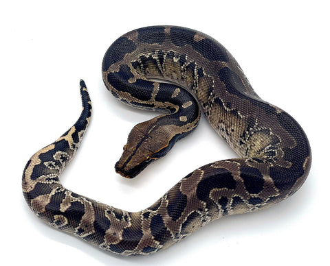 Black Blood Python - Reptile Pets Direct