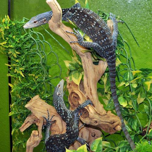 Blue Tree Monitor – Reptile Pets Direct