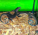 Hatchling Blue Tail Monitor - Reptile Pets Direct