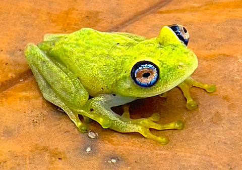 Blue Eyed Tree Frog (Boophis viridis) - Reptile Pets Direct