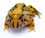 Brazilian Horned Pacman Frog - Reptile Pets Direct