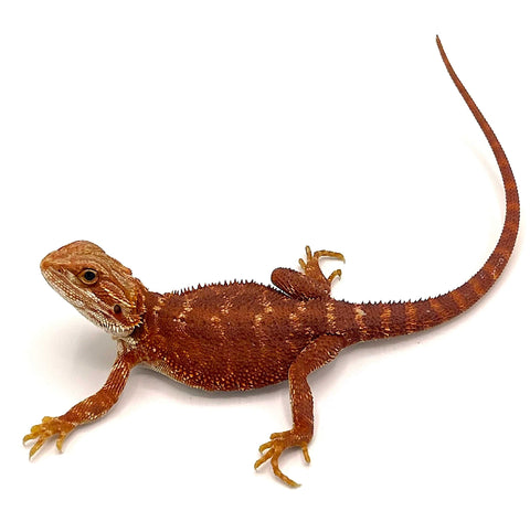 Brick Red Bearded Dragon - Reptile Pets Direct