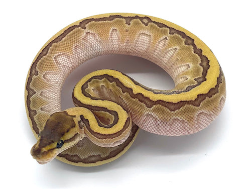 Butter PinStripe Ball Python - Reptile Pets Direct