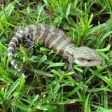 Blue Tongue Skink Baby - Reptile Pets Direct