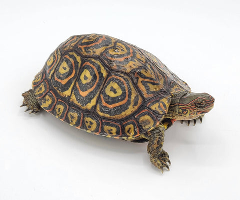 Central American Wood Turtles - Reptile Pets Direct