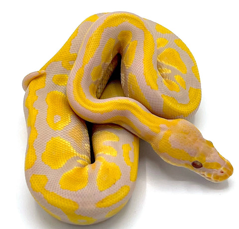 Candy Ball Python - Reptile Pets Direct