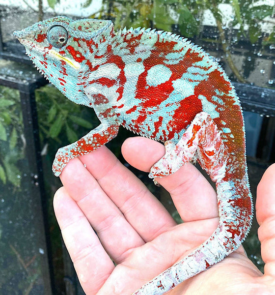 Cap Est Panther Chameleon – Reptile Pets Direct