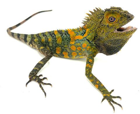 Chameleon Anglehead Lizard (Gonocephalus chamaeleontinus) - Reptile Pets Direct