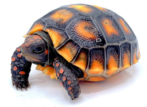Cherry Head Red Foot Tortoise CBB baby - Reptile Pets Direct