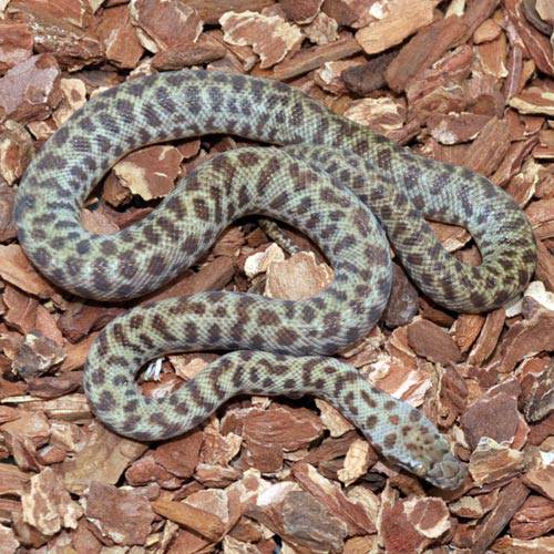 Children's Python Brown C.B. Baby Children's Python – Reptile Pets Direct