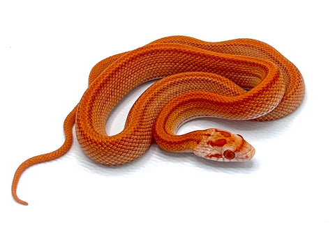Creamsicle Stripe Corn Snake - Reptile Pets Direct