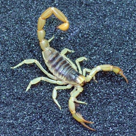 Desert Hairy Scorpion - Reptile Pets Direct
