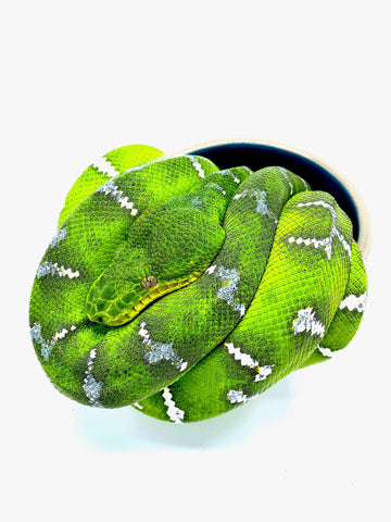 Emerald Tree Boa (Corallus caninus) - Reptile Pets Direct