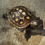 C.B. Baby Eastern Box Turtle - Reptile Pets Direct