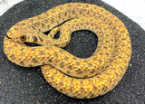 Egyptian False Cobra (Rhagerhis moilensis) - Reptile Pets Direct
